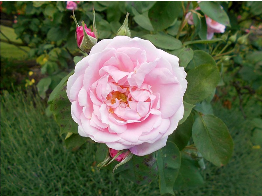 Pink Rose Plant